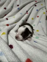 Pearl, a female Australian Shepherd for sale in Myrtle Beach, SC – 2 of 2