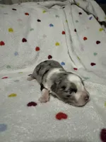 Diesel , a male Australian Shepherd for sale in Myrtle Beach, SC – 3 of 3