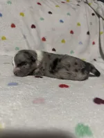 Oreo, a female Australian Shepherd for sale in Myrtle Beach, SC – 2 of 5