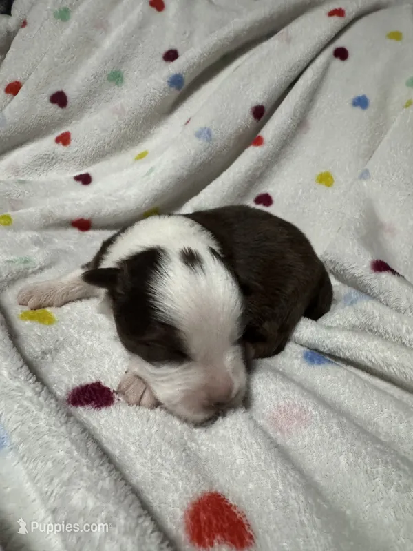 Pearl – Australian Shepherd puppy for sale in Myrtle Beach, SC