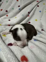 Pearl, a female Australian Shepherd for sale in Myrtle Beach, SC – 1 of 2