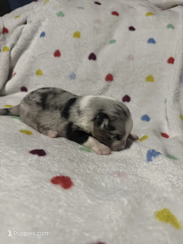 Diesel  – Australian Shepherd puppy for sale in Myrtle Beach, SC