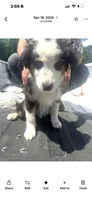 Rex, a male Australian Shepherd for sale in Myrtle Beach, SC – Photo 2 of 2