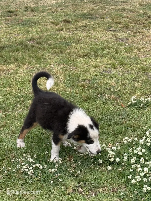 Rex – Australian Shepherd puppy for sale in Myrtle Beach, SC
