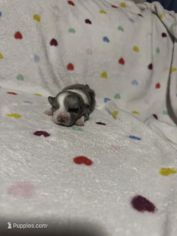 Oreo – Australian Shepherd puppy for sale in Myrtle Beach, SC