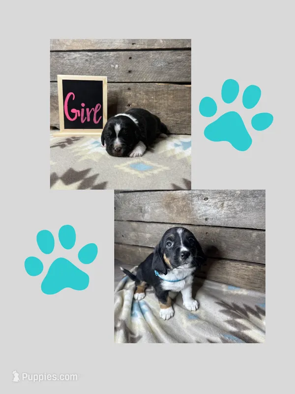 Teal – Basset Hound, Miniature Australian Shepherd puppy for sale in Radford, VA