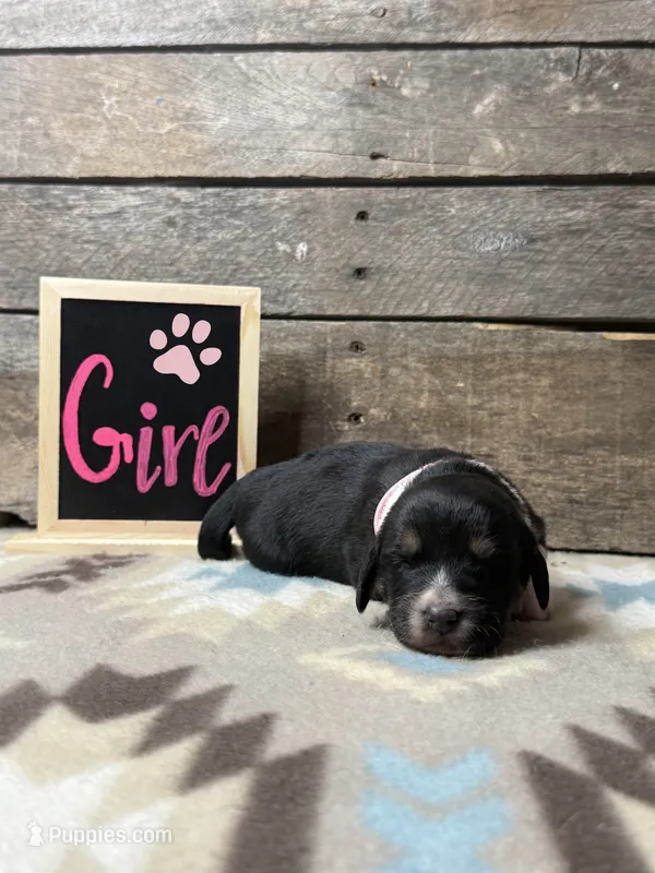 Pink – Basset Hound, Miniature Australian Shepherd puppy for sale in Radford, VA