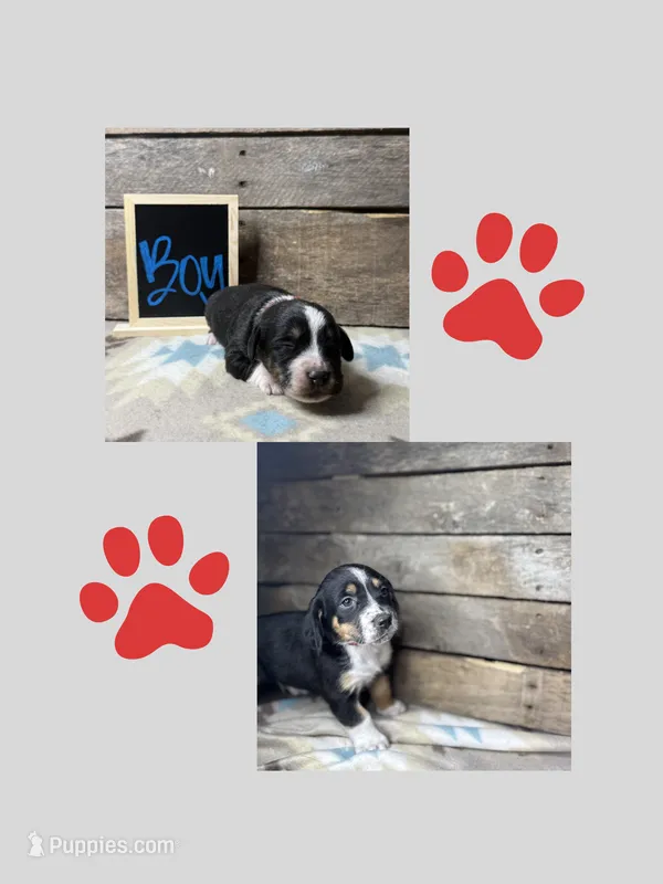 Red – Basset Hound, Miniature Australian Shepherd puppy for sale in Radford, VA