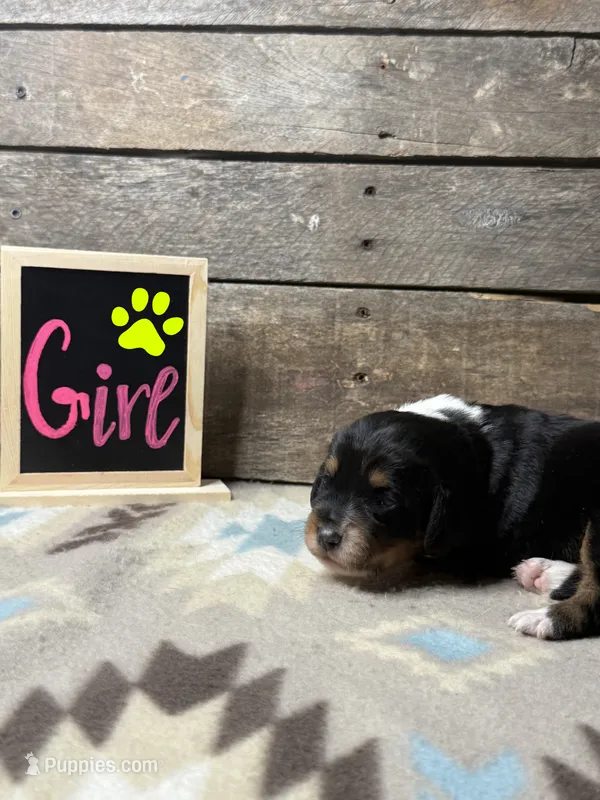 Neon – Basset Hound, Miniature Australian Shepherd puppy for sale in Radford, VA