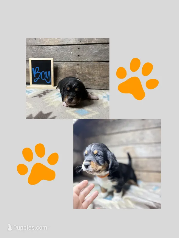 Orange – Basset Hound, Miniature Australian Shepherd puppy for sale in Radford, VA