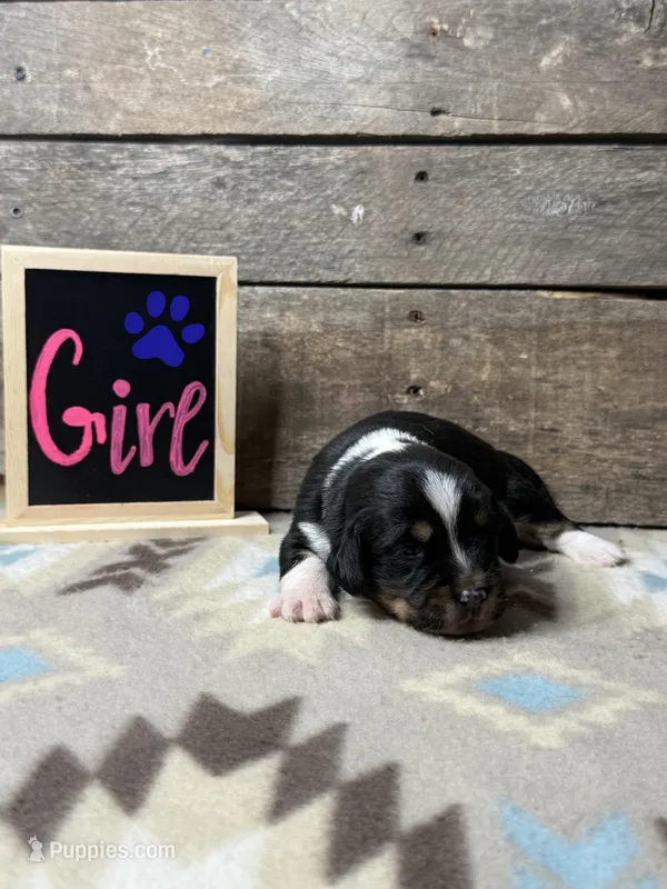 Dark Blue – Basset Hound, Miniature Australian Shepherd puppy for sale in Radford, VA