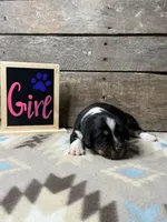 Dark Blue, a female Basset Hound and Miniature Australian Shepherd for sale in Radford, VA – 1 of 1