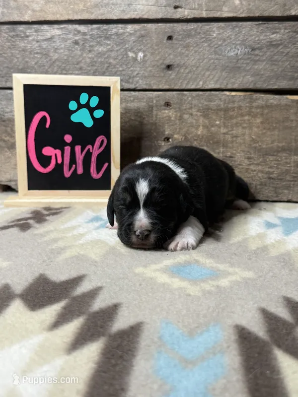 Teal – Basset Hound, Miniature Australian Shepherd puppy for sale in Radford, VA