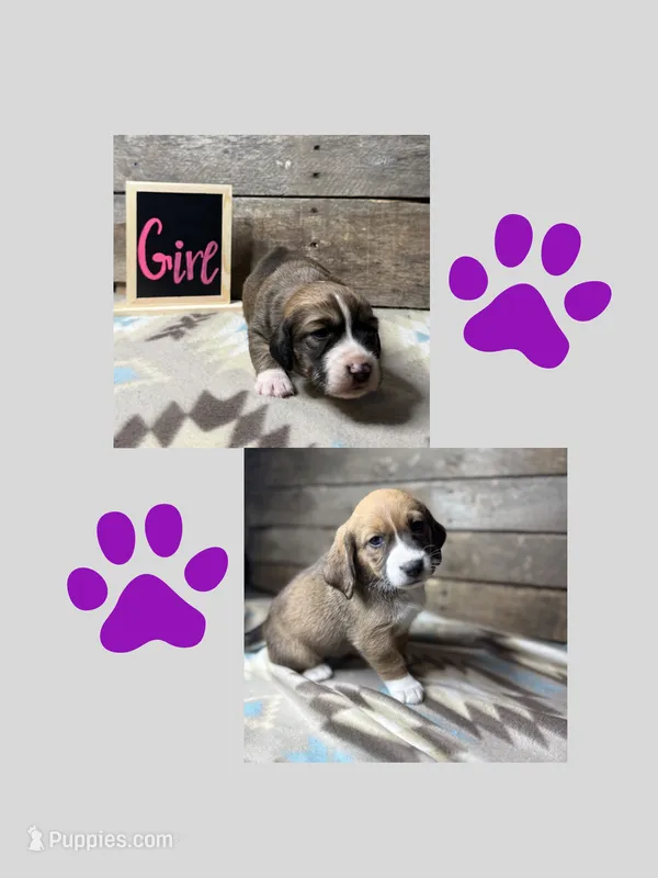 Purple – Basset Hound, Miniature Australian Shepherd puppy for sale in Radford, VA