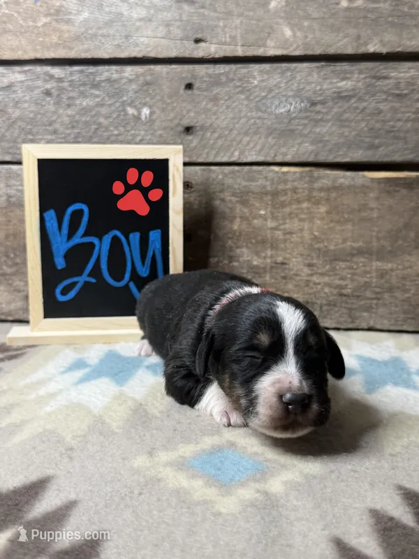 Red – Basset Hound, Miniature Australian Shepherd puppy for sale in Radford, VA