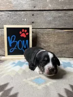Red, a male Basset Hound and Miniature Australian Shepherd for sale in Radford, VA – 1 of 1