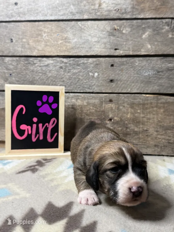 Purple – Basset Hound, Miniature Australian Shepherd puppy for sale in Radford, VA