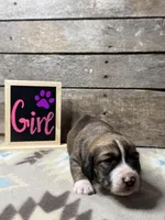 Purple, a female Basset Hound and Miniature Australian Shepherd for sale in Radford, VA – 1 of 1