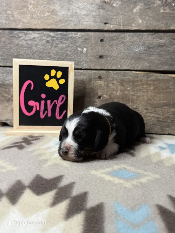 Yellow – Basset Hound, Miniature Australian Shepherd puppy for sale in Radford, VA