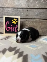 Yellow, a female Basset Hound and Miniature Australian Shepherd for sale in Radford, VA – 1 of 1