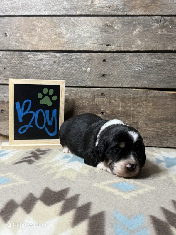 Dark Green – Basset Hound, Miniature Australian Shepherd puppy for sale in Radford, VA