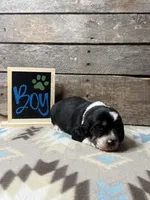 Dark Green, a male Basset Hound and Miniature Australian Shepherd for sale in Radford, VA – 1 of 1