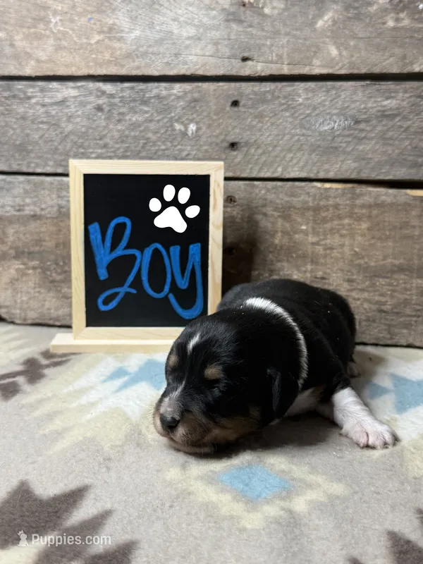 White – Basset Hound, Miniature Australian Shepherd puppy for sale in Radford, VA