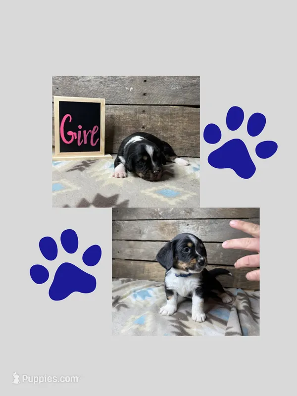 Dark Blue – Basset Hound, Miniature Australian Shepherd puppy for sale in Radford, VA