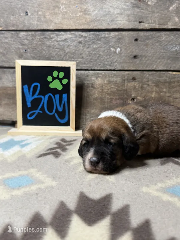 Light Green – Basset Hound, Miniature Australian Shepherd puppy for sale in Radford, VA