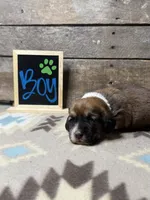 Light Green, a male Basset Hound and Miniature Australian Shepherd for sale in Radford, VA – 1 of 1