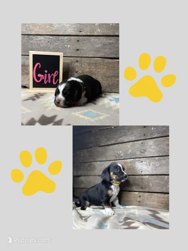 Yellow – Basset Hound, Miniature Australian Shepherd puppy for sale in Radford, VA