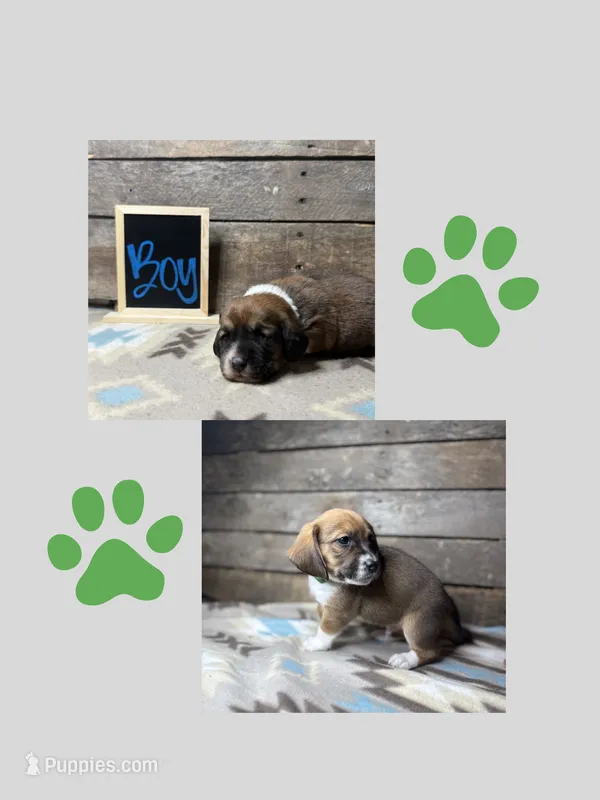 Light Green – Basset Hound, Miniature Australian Shepherd puppy for sale in Radford, VA