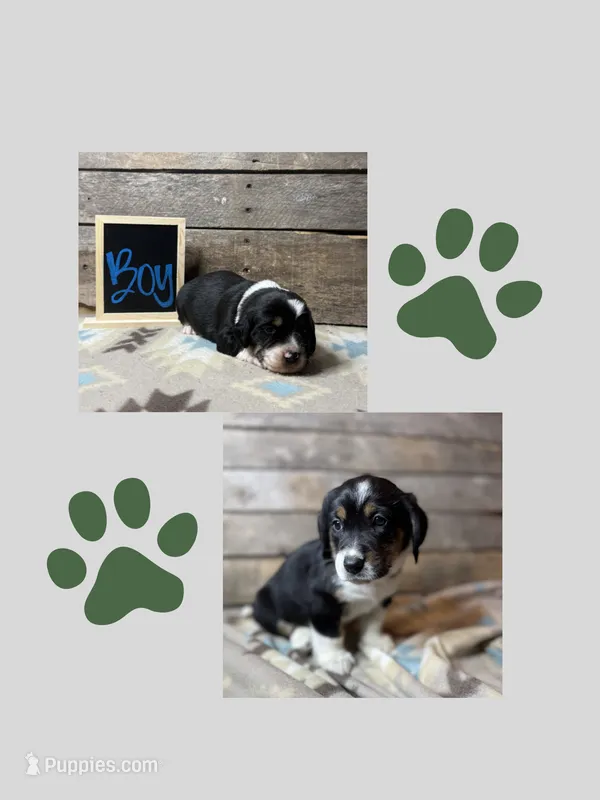 Dark Green – Basset Hound, Miniature Australian Shepherd puppy for sale in Radford, VA