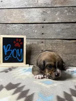 Burgundy, a male Basset Hound and Miniature Australian Shepherd for sale in Radford, VA – 1 of 1