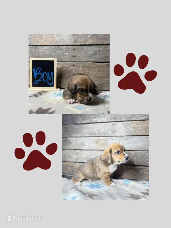 Burgundy – Basset Hound, Miniature Australian Shepherd puppy for sale in Radford, VA