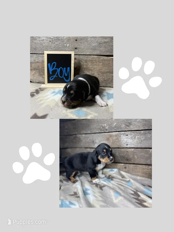 White – Basset Hound, Miniature Australian Shepherd puppy for sale in Radford, VA