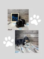White, a male Basset Hound and Miniature Australian Shepherd for sale in Radford, VA – 1 of 1