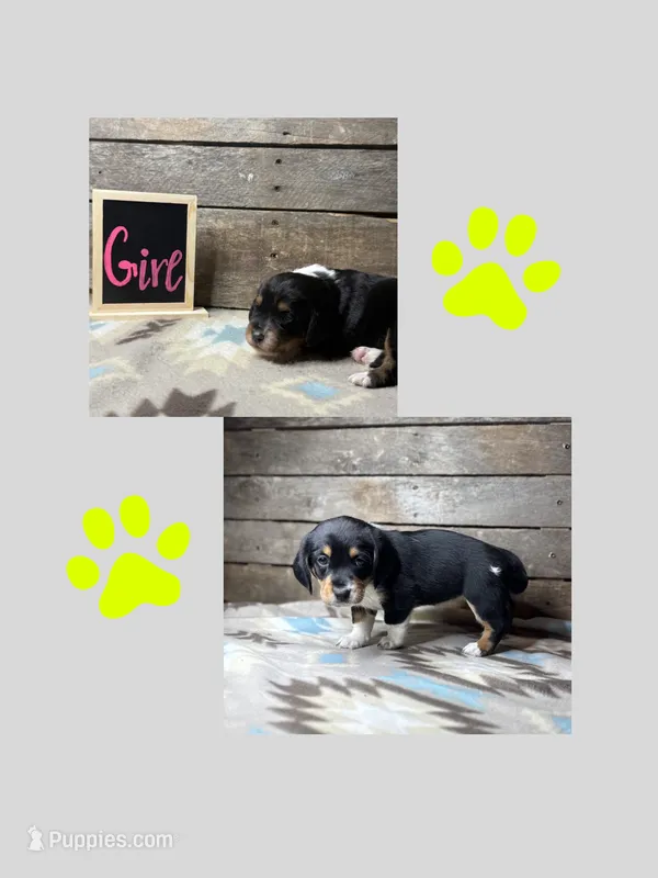 Neon – Basset Hound, Miniature Australian Shepherd puppy for sale in Radford, VA