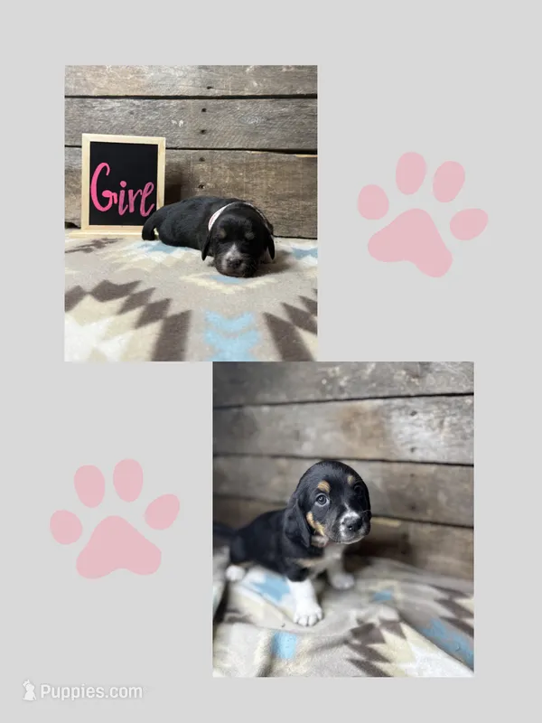 Pink – Basset Hound, Miniature Australian Shepherd puppy for sale in Radford, VA