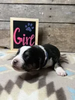 Blue, a female Basset Hound and Miniature Australian Shepherd for sale in Radford, VA – 1 of 1