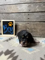 Orange, a male Basset Hound and Miniature Australian Shepherd for sale in Radford, VA – 1 of 1