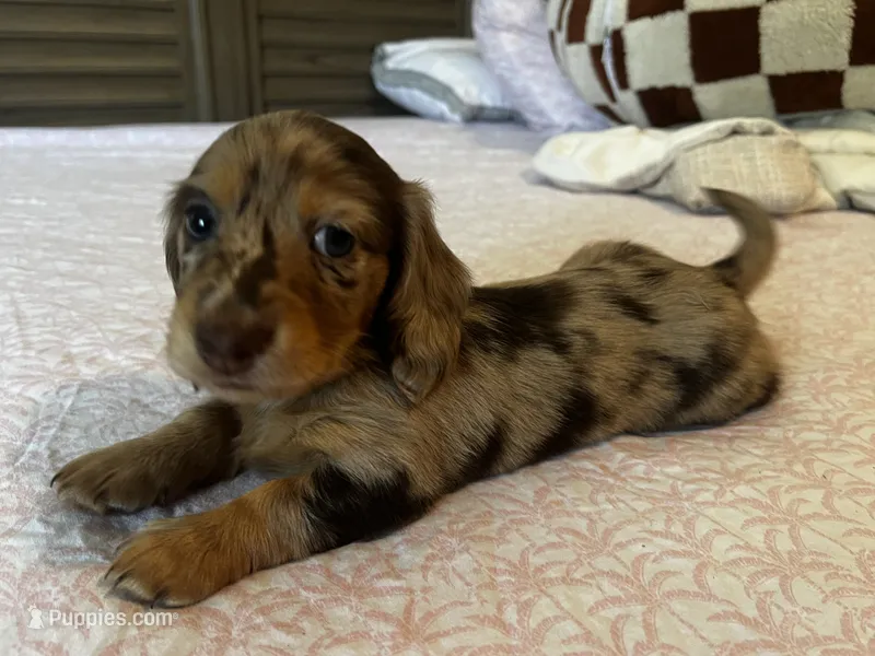 Choco – Miniature Dachshund puppy for sale in Land O Lakes, FL