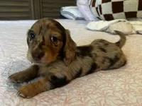 Choco, a male Miniature Dachshund for sale in Land O Lakes, FL – 1 of 8