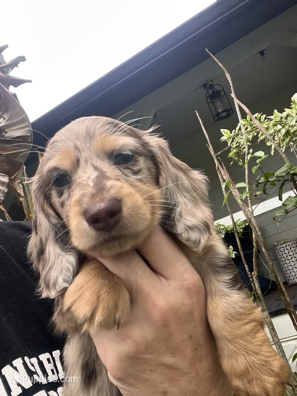 Choco – Miniature Dachshund puppy for sale in Land O Lakes, FL