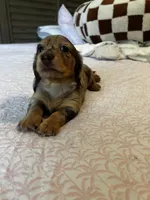 Choco, a male Miniature Dachshund for sale in Land O Lakes, FL – 6 of 8