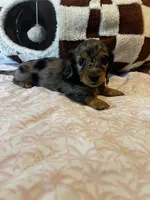 Sassy, a female Miniature Dachshund for sale in Land O Lakes, FL – 5 of 6