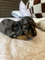 Whiskey , a male Miniature Dachshund for sale in Land O Lakes, FL – 2 of 10