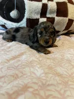 Sassy, a female Miniature Dachshund for sale in Land O Lakes, FL – 6 of 6