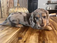 Chocolate Chip, a male Miniature Dachshund for sale in Land O Lakes, FL – 3 of 6
