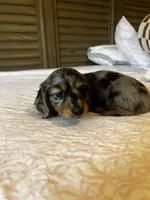 Whiskey , a male Miniature Dachshund for sale in Land O Lakes, FL – 7 of 10